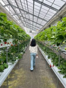 Strawberry farm •^ 🍰🍓💋